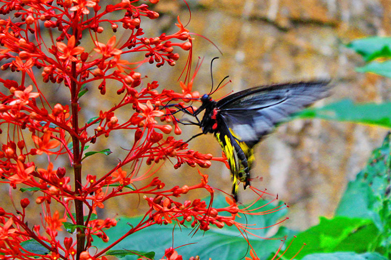 Ferma de fluturi_Thailanda_3