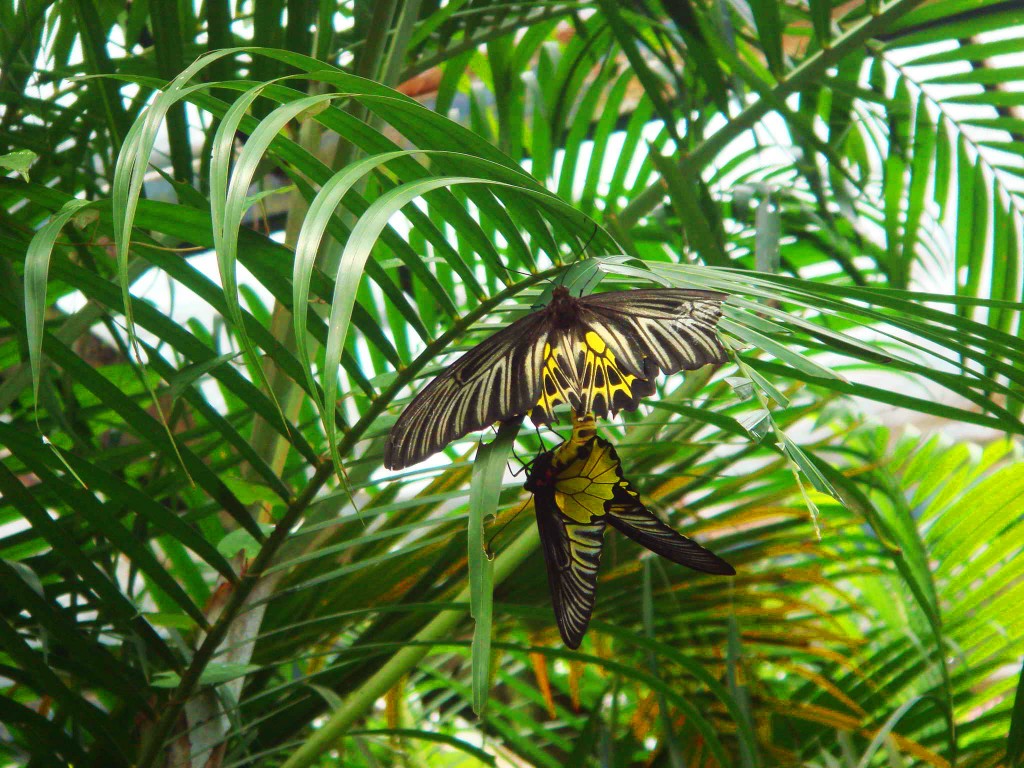 Ferma de fluturi_Thailanda_imperechere