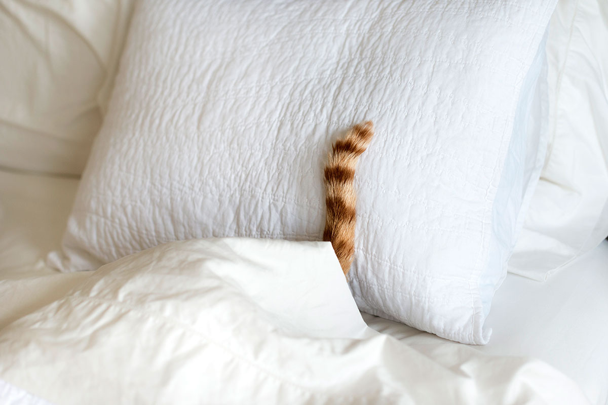 Cat-under-the-blanket