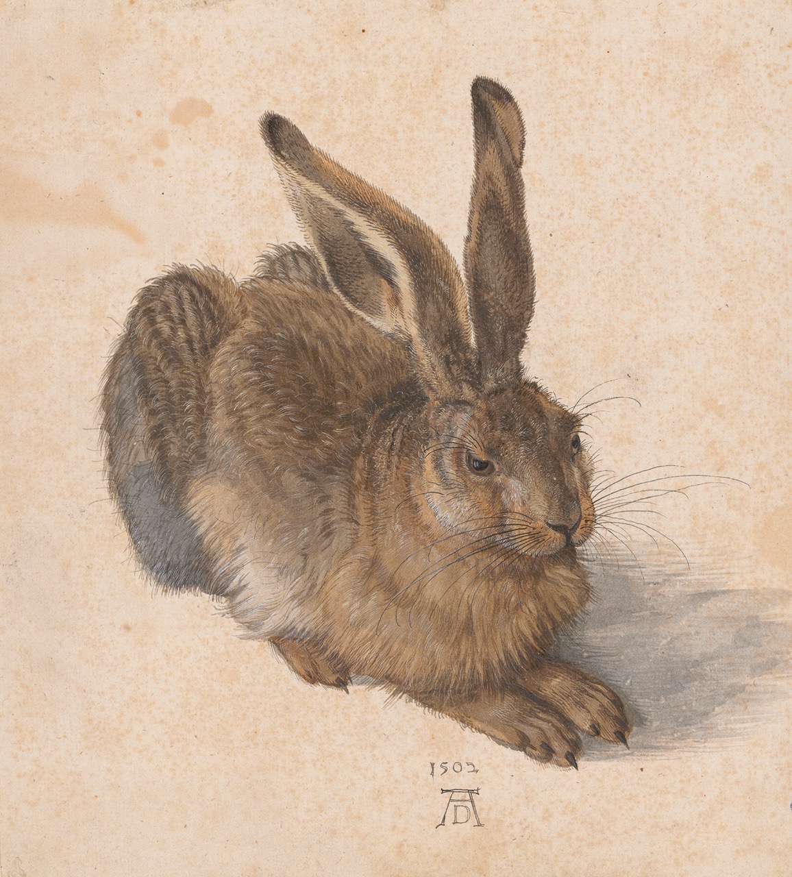 Durer, Albertina Museum, Viena